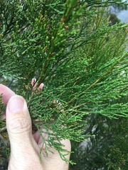 Callitris endlicheri