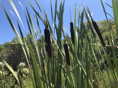 Typha × glauca