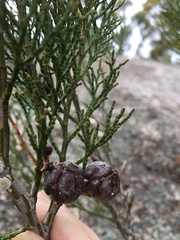 Callitris endlicheri