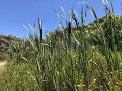Typha × glauca