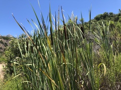 Typha × glauca