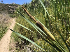 Typha × glauca