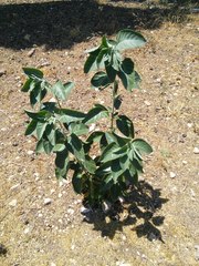 Withania somnifera
