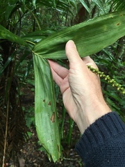 Linospadix monostachyus