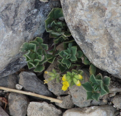 Medicago marina