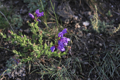 Dracocephalum peregrinum