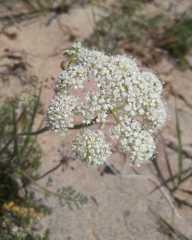 Phlojodicarpus sibiricus