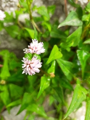 Persicaria runcinata