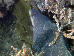 Gymnothorax pseudothyrsoideus