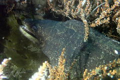 Gymnothorax pseudothyrsoideus