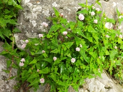 Persicaria runcinata