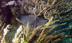 Gymnothorax pseudothyrsoideus