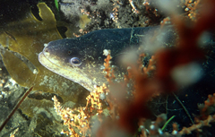 Gymnothorax pseudothyrsoideus