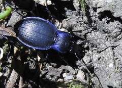 Carabus amplipennis