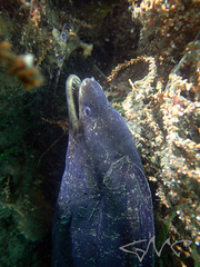 Gymnothorax pseudothyrsoideus