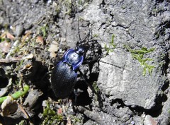 Carabus amplipennis