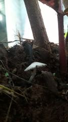 Leucocoprinus cepistipes