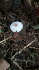 Leucocoprinus cepistipes