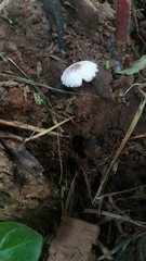 Leucocoprinus cepistipes