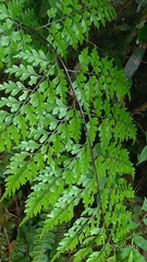 Asplenium neolaserpitiifolium