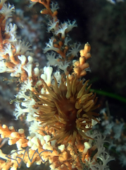 Anthothoe albocincta