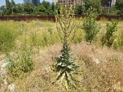 Verbascum songaricum