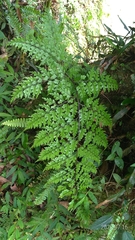 Asplenium neolaserpitiifolium