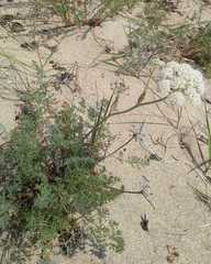 Phlojodicarpus sibiricus
