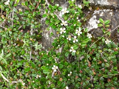 Cotoneaster morrisonensis