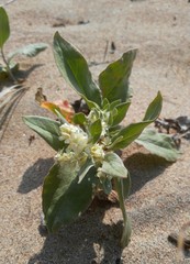 Polygonum sericeum
