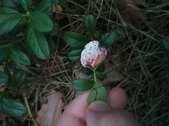 Exobasidium vaccinii