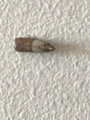 Plodia interpunctella