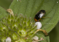 Geocoris ochropterus