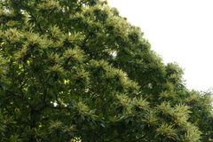 Castanea sativa