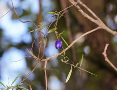 Billardiera macrantha