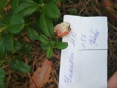 Exobasidium vaccinii