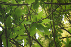 Castanea sativa