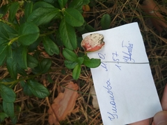 Exobasidium vaccinii