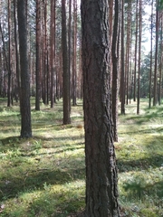 Exobasidium vaccinii