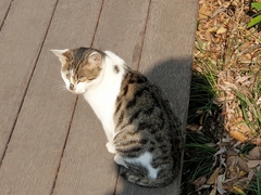 Felis catus