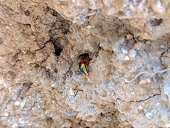 Rhynchium oculatum