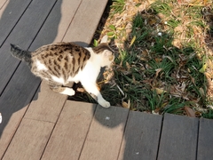 Felis catus