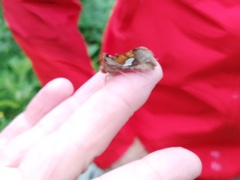 Autographa bractea