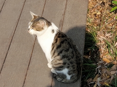 Felis catus