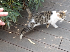 Felis catus