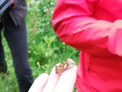 Autographa bractea