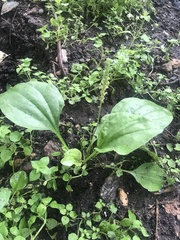 Plantago major