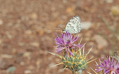 Melanargia larissa