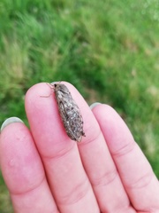 Korscheltellus fusconebulosa