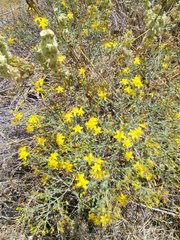 Hypericum triquetrifolium